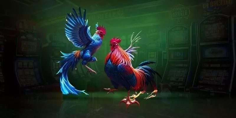 Các giống gà đá nổi tiếng thế giới tại VIN88